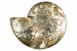 Cut & Polished Ammonite Fossil (Half) - Madagascar #323421-1